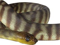 Woma Python