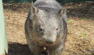 Wombat