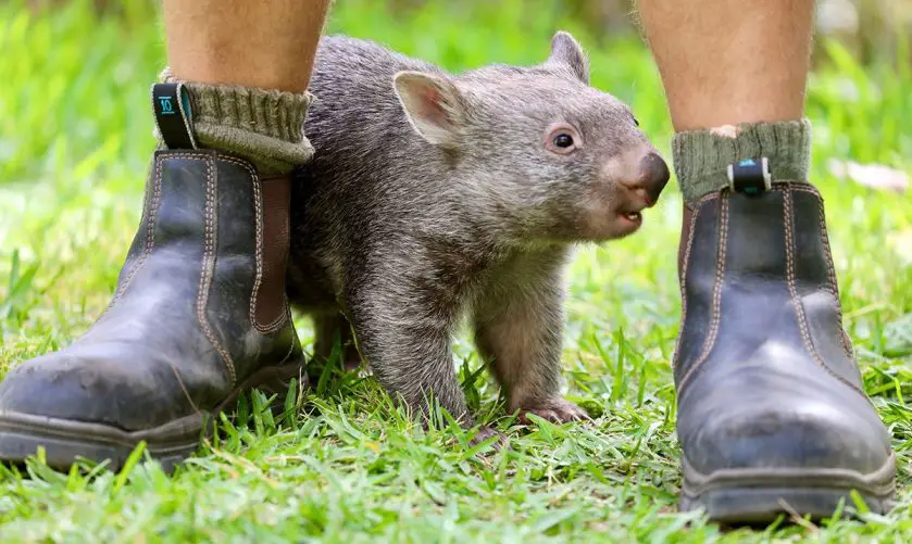 Common Wombat Rescue Australian Reptile Park