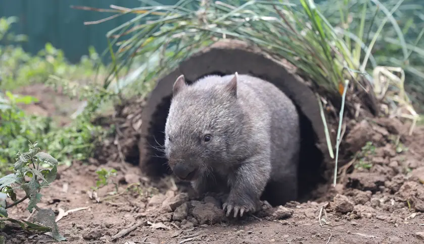 hope the wombat joey Australian Reptile Park