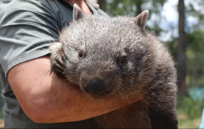 hope the wombat joey Australian Reptile Park