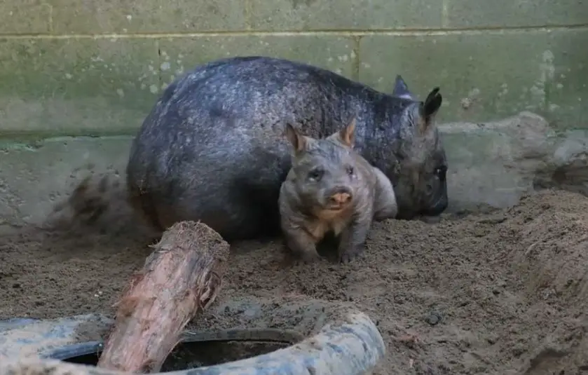 Taronga Zoo Wombat Joey