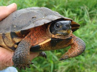 Wood Turtle