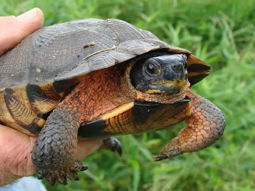 Common Map Turtle The Animal Facts Appearance, Diet, Habitat