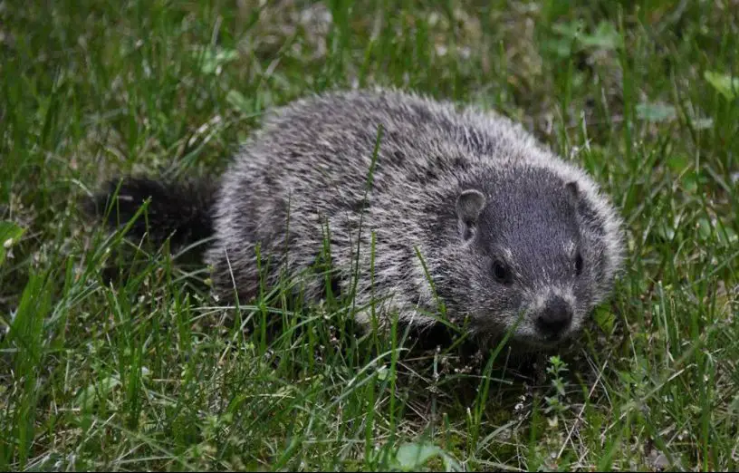 groundhog or woodchuck