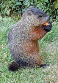 groundhog or woodchuck
