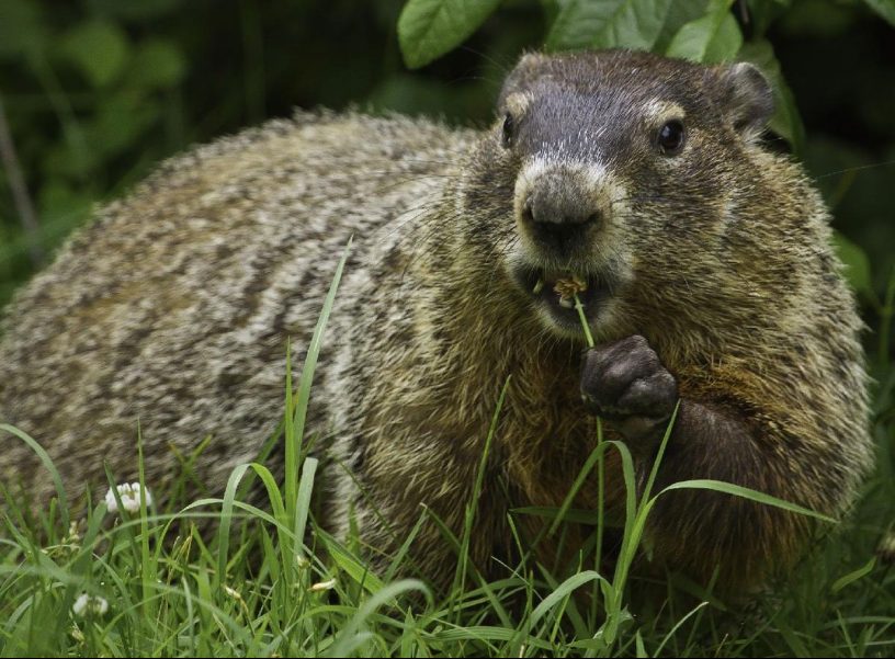 groundhog or woodchuck