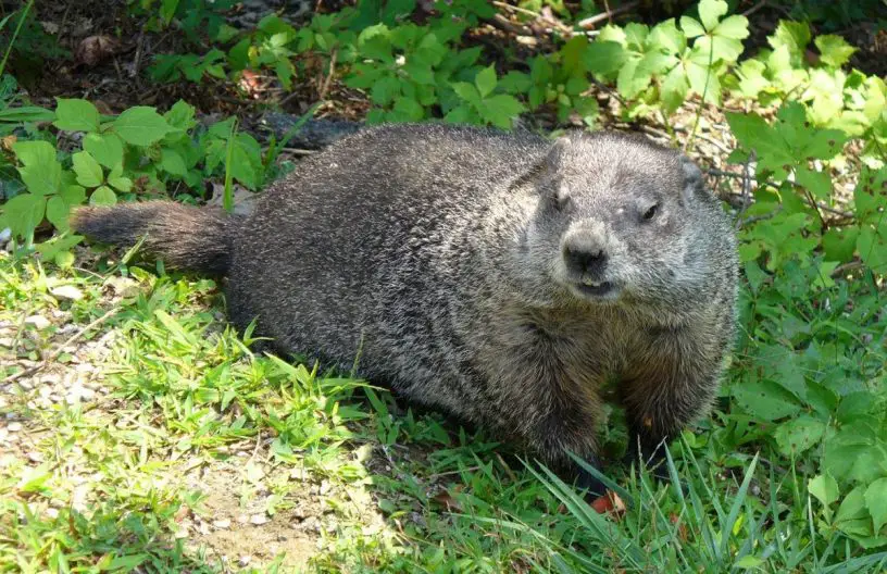 groundhog or woodchuck