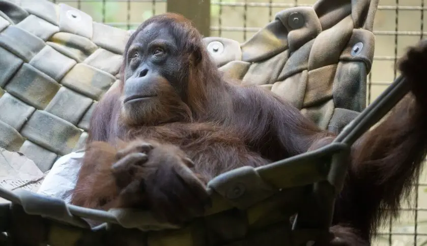 Woodland Park Zoo Sumatran Orangutan Introduction