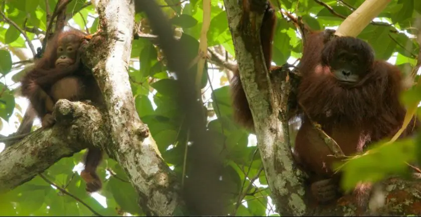 Orangutan Orphan Woodland Park Zoo
