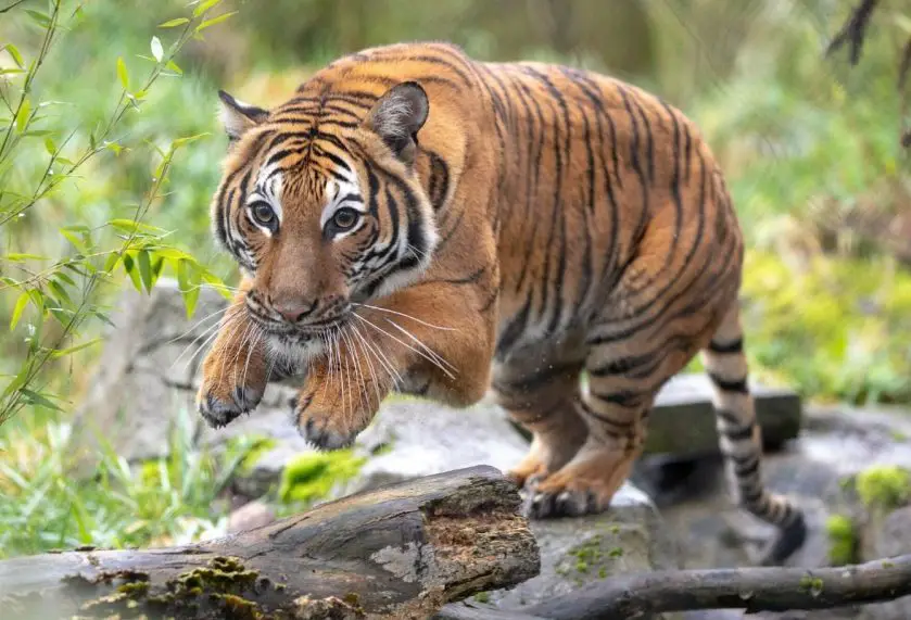 Woodland Park Zoo Tiger queen