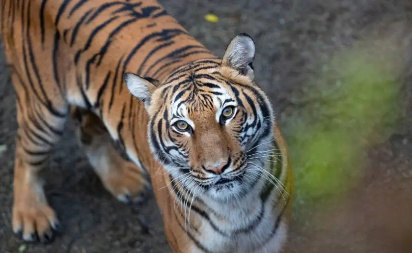 Woodland Park Zoo Tiger queen