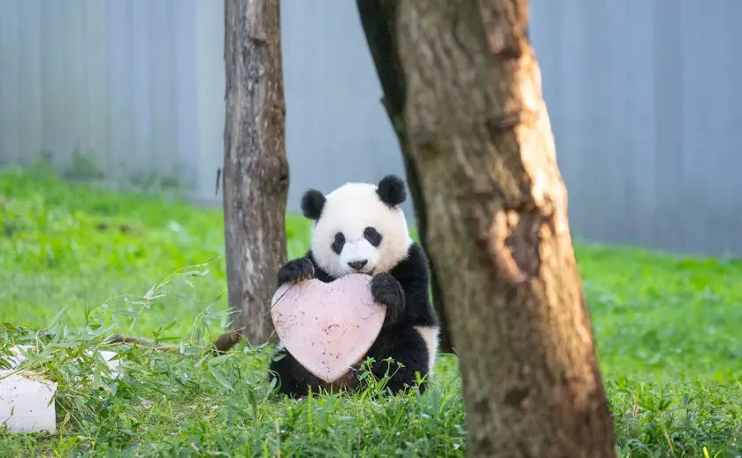 Giant Panda Cub - Xiao Qi Ji - Birthday Party