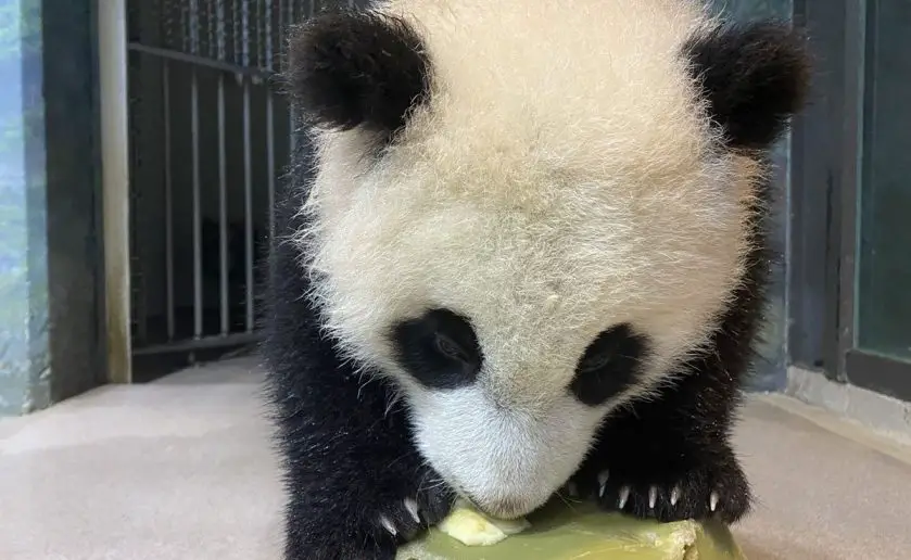 xiao qi ji the giant panda cub
