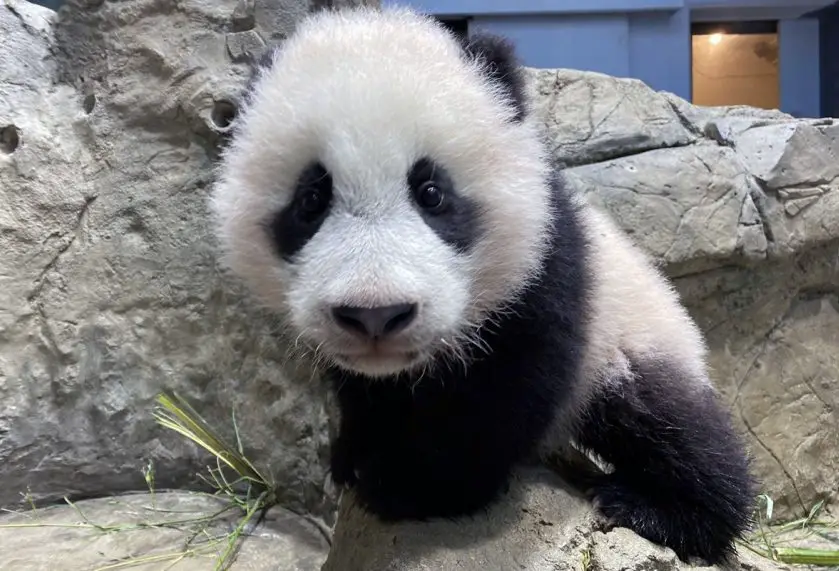 xiao qi ji the giant panda cub