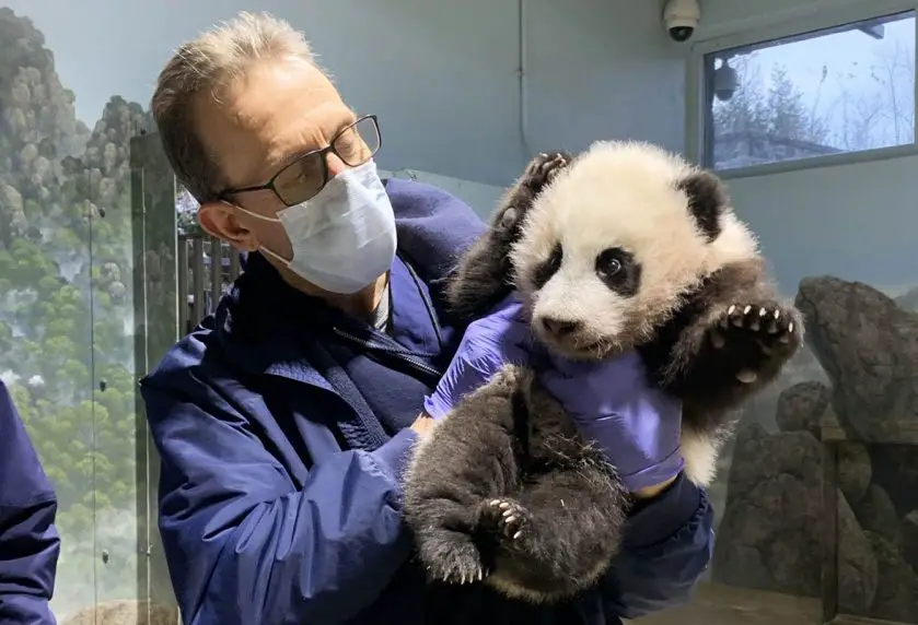 giant panda cub smithsonian's national zoo