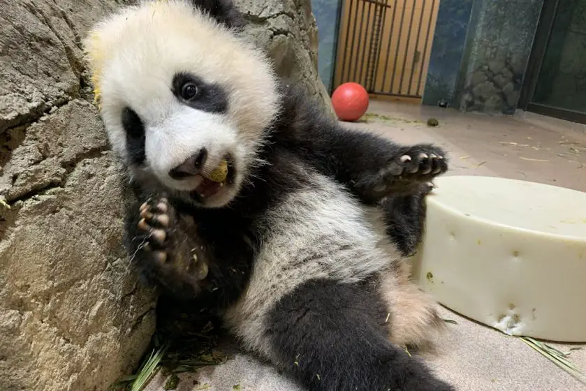 xiao qi ji the giant panda