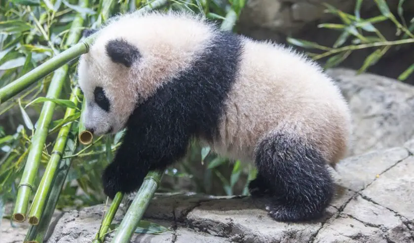 xiao qi ji the giant panda