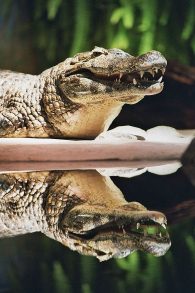 Yacare caiman