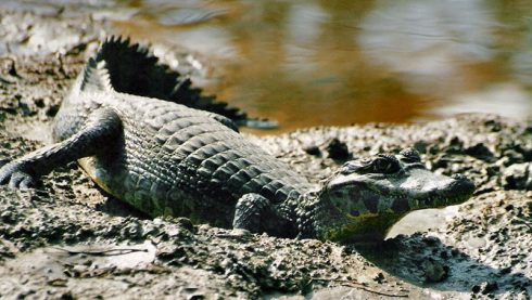Yacare caiman