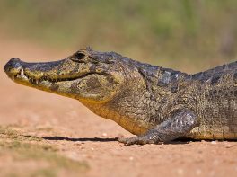 Yacare caiman