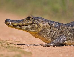 Yacare caiman