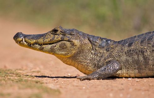 Yacare caiman