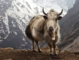 yak