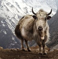 yak