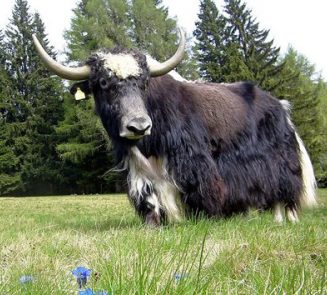 yak