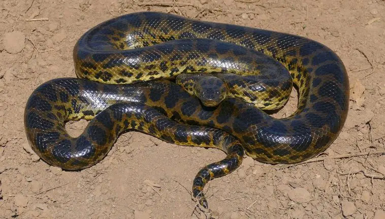 Yellow Anaconda (Eunectes notaeus)