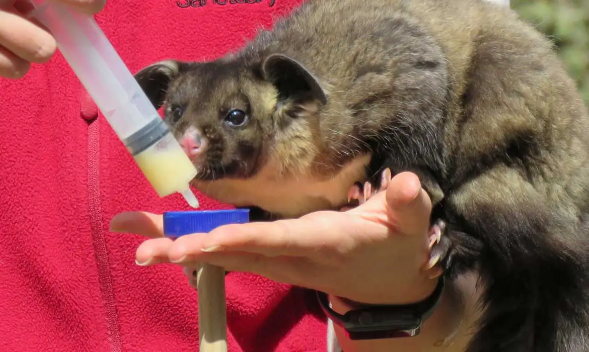 Yellow-Bellied Glider (Petaurus australis)