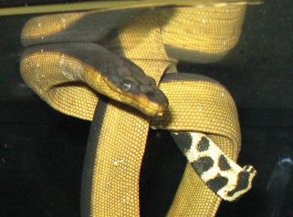 Yellow-Bellied Sea Snake (Pelamis platura)