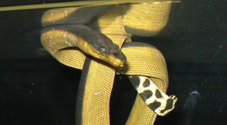 Yellow-Bellied Sea Snake (Pelamis platura)