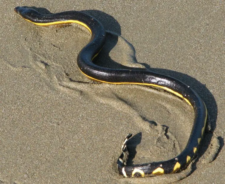Yellow-Bellied Sea Snake (Pelamis platura)