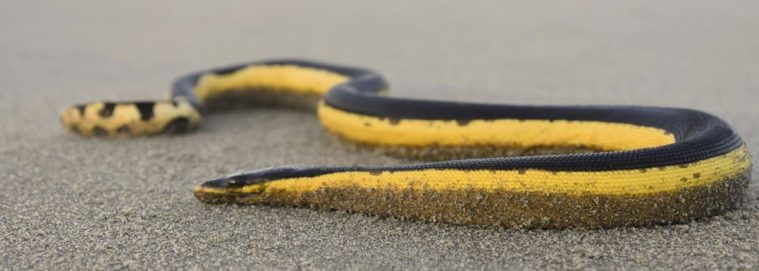 Yellow-Bellied Sea Snake (Pelamis platura)