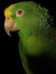 yellow-crowned amazon