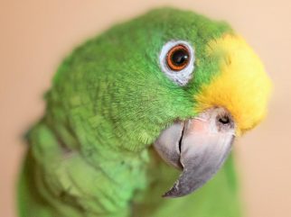 yellow-crowned amazon