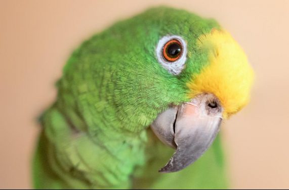yellow-crowned amazon