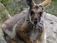 Yellow footed rock wallaby
