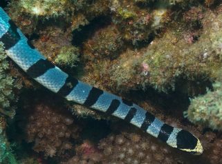yellow-lipped sea krait