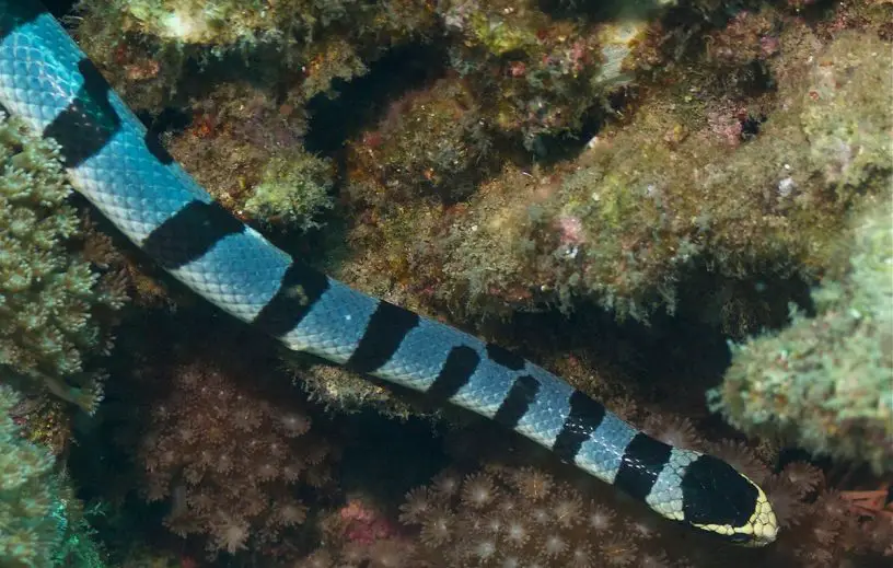 yellow-lipped sea krait
