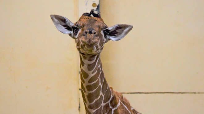 zsl giraffe calf