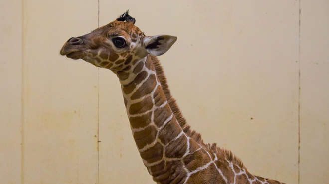 zsl giraffe calf