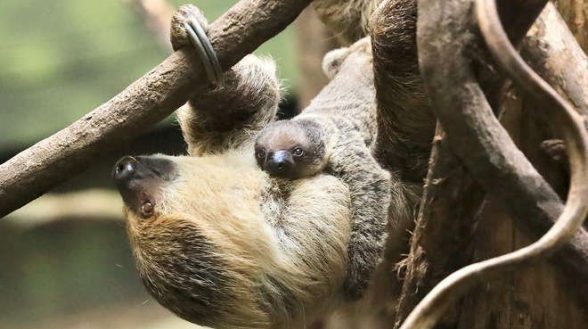 zsl london zoo sloth birth
