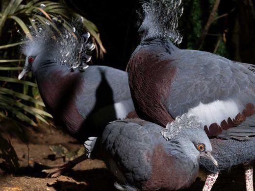 Bird Baby Boom at ZSL London Zoo