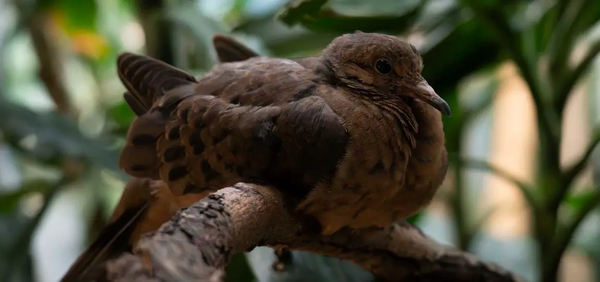 Bird Baby Boom at ZSL London Zoo