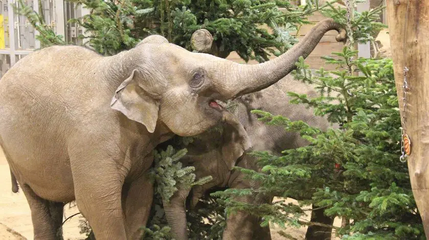 Asian Elephants ZSL Whipsnade Zoo