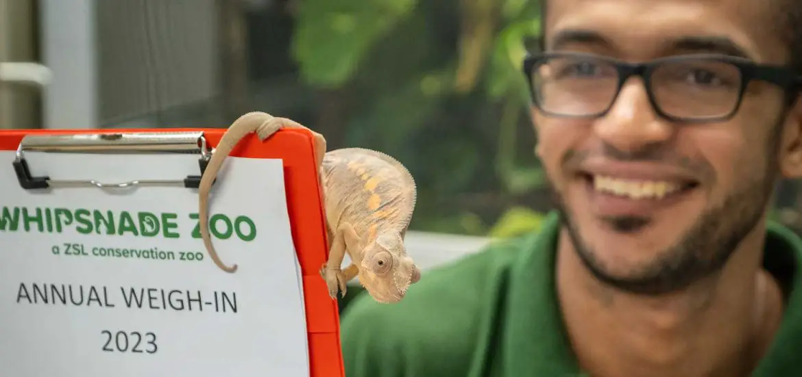ZSL Whispande Weigh In 2023