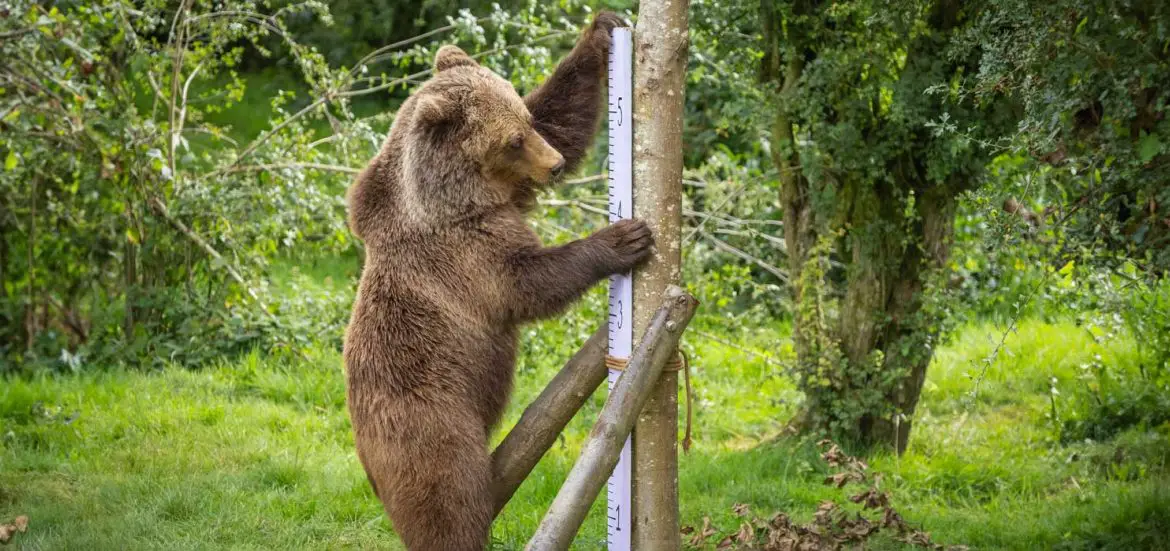 ZSL Whispande Weigh In 2023